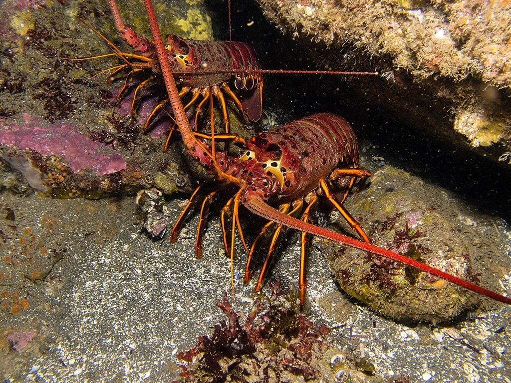 Detail Pictures Of Different Types Of Lobster Nomer 46
