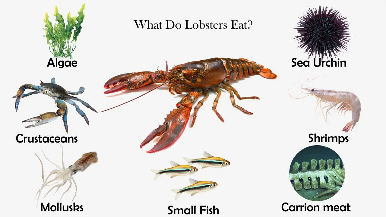 Detail Pictures Of Different Types Of Lobster Nomer 48