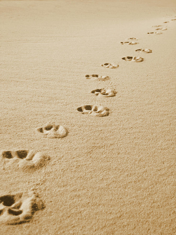Detail Pictures Of Dog Footprints Nomer 29