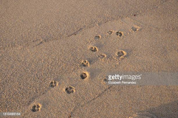 Detail Pictures Of Dog Footprints Nomer 37