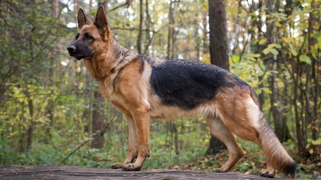 Detail Pictures Of Dogs German Shepherd Nomer 14