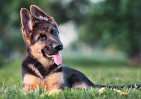 Detail Pictures Of Dogs German Shepherd Nomer 23