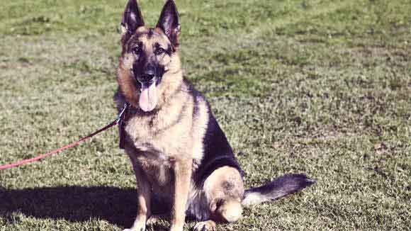 Detail Pictures Of Dogs German Shepherd Nomer 53