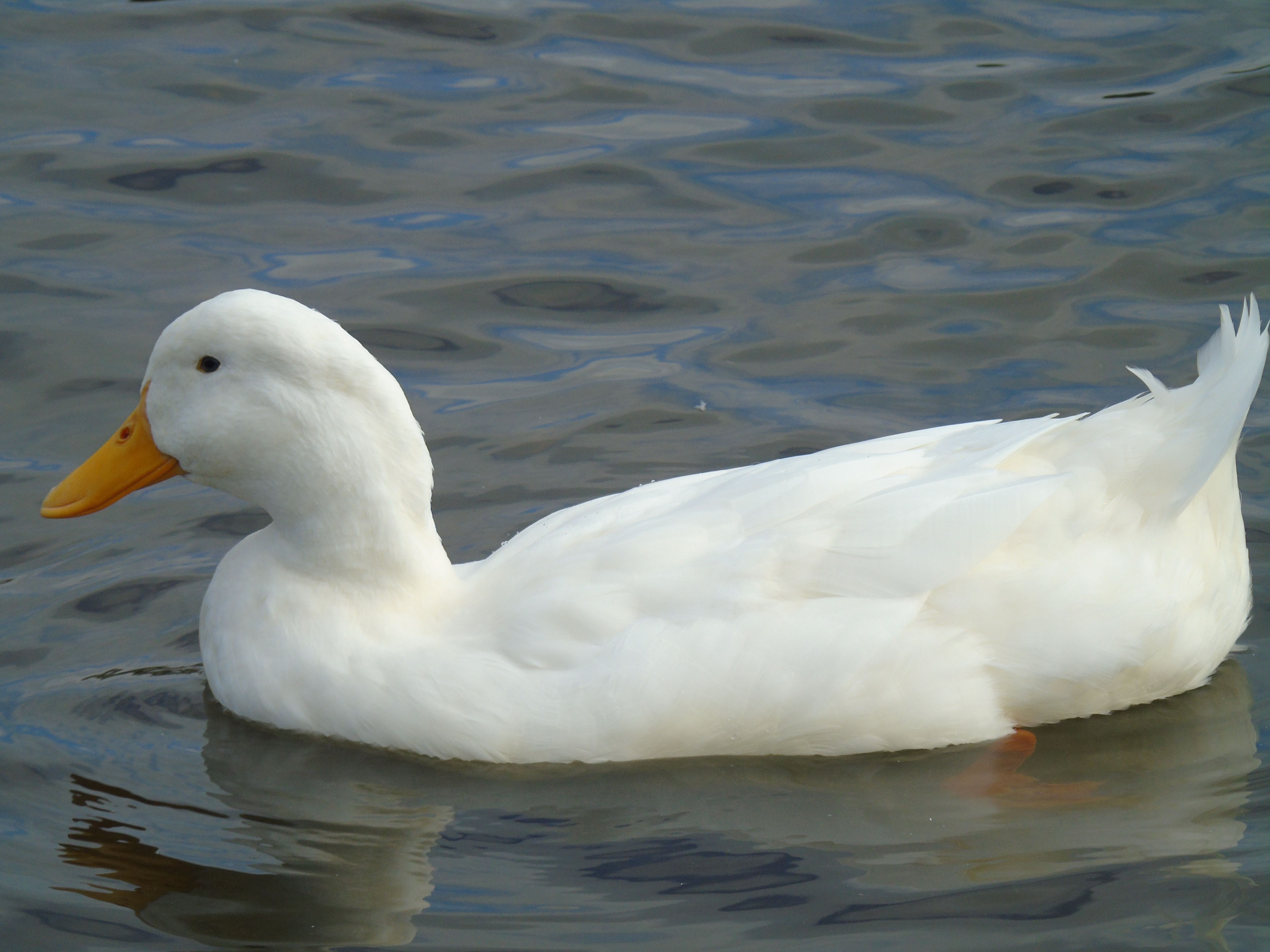 Detail Pictures Of Ducks In Water Nomer 12