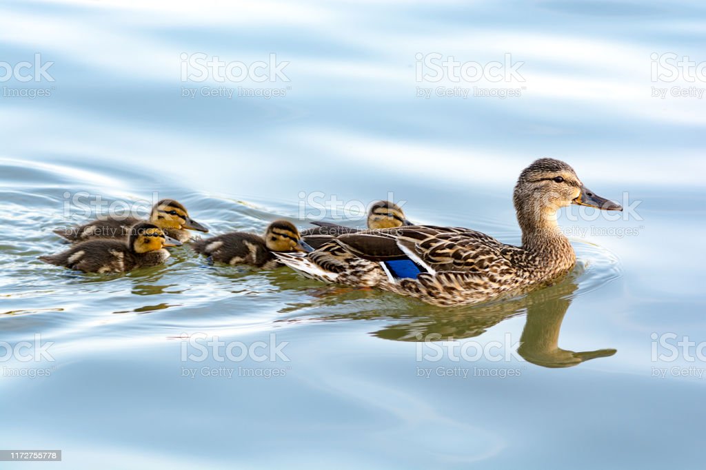 Detail Pictures Of Ducks In Water Nomer 18