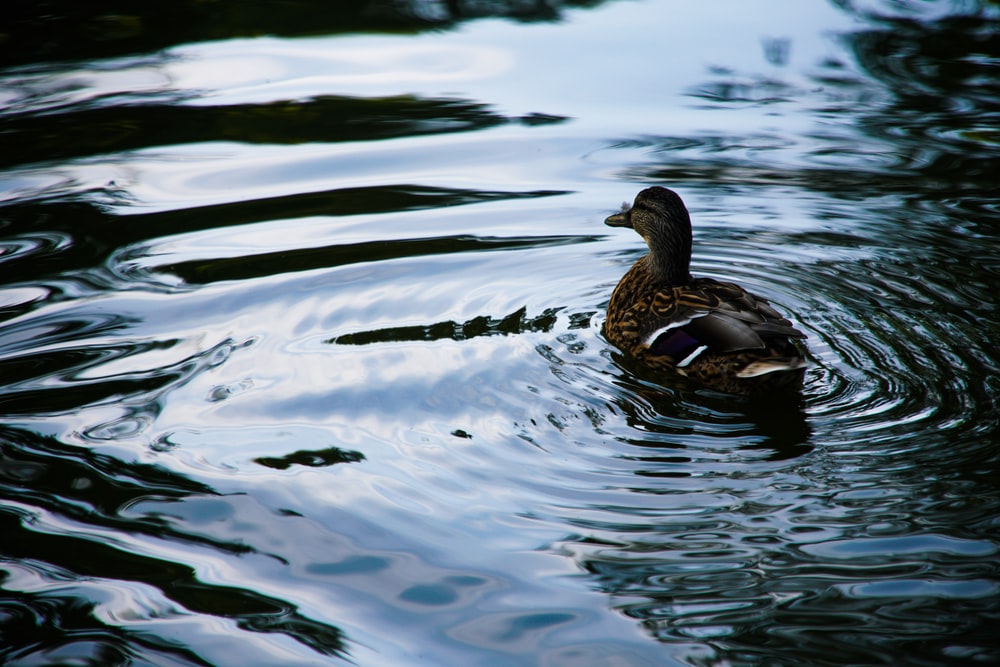 Detail Pictures Of Ducks In Water Nomer 4