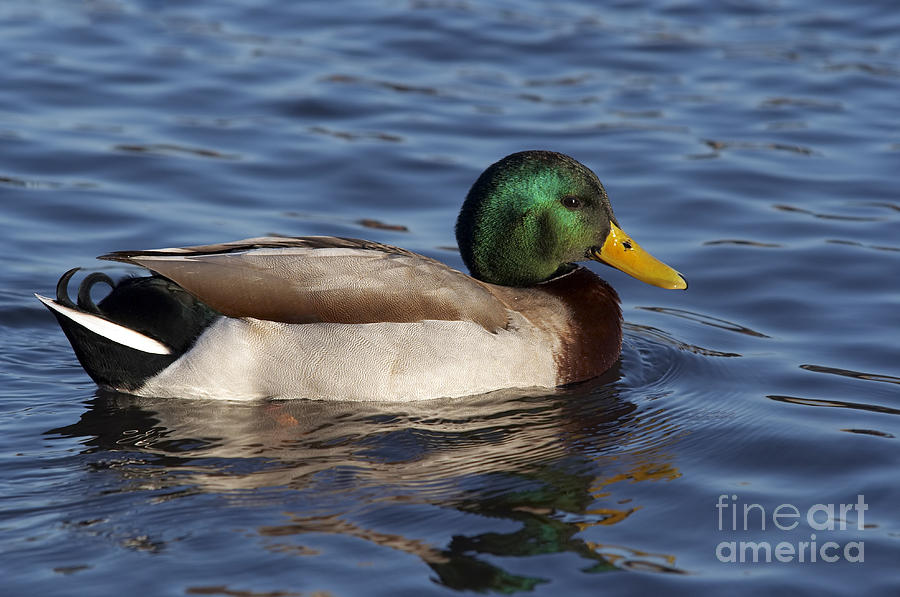 Detail Pictures Of Ducks In Water Nomer 27