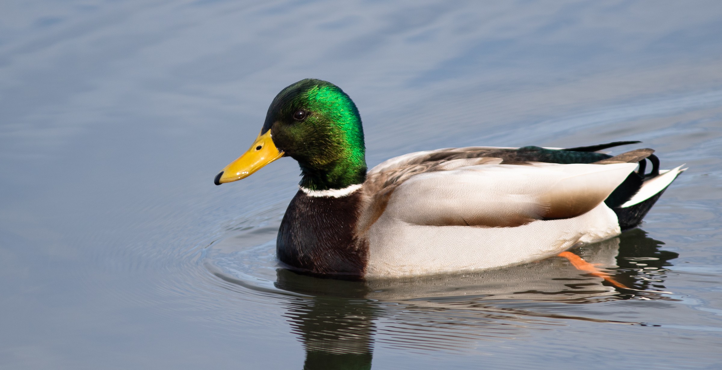 Detail Pictures Of Ducks In Water Nomer 48