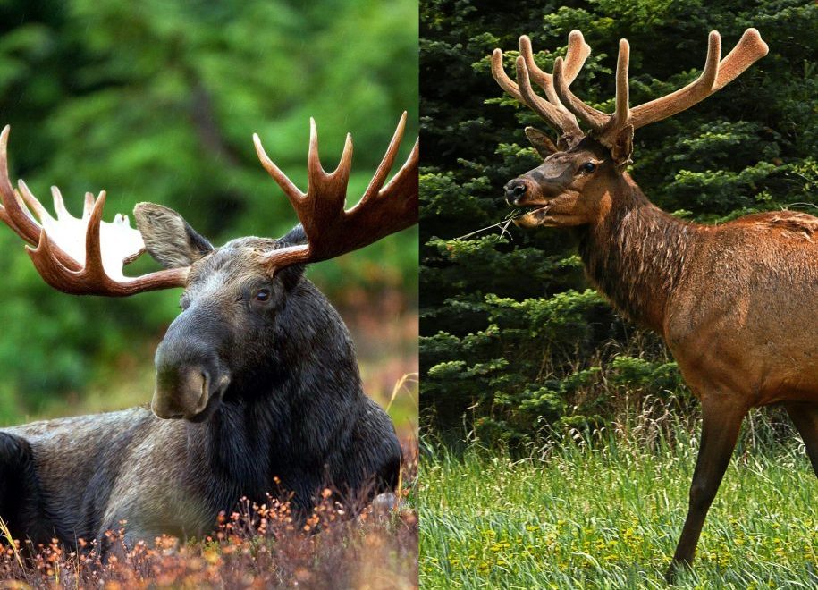 Pictures Of Elk And Moose - KibrisPDR