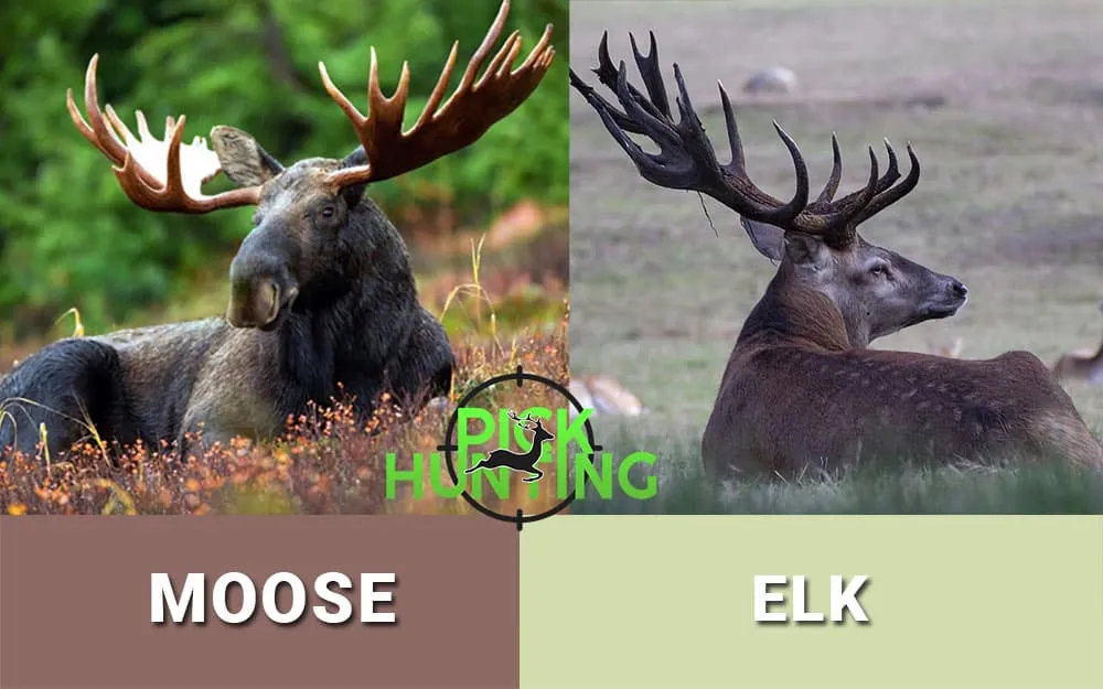 Detail Pictures Of Elk And Moose Nomer 9