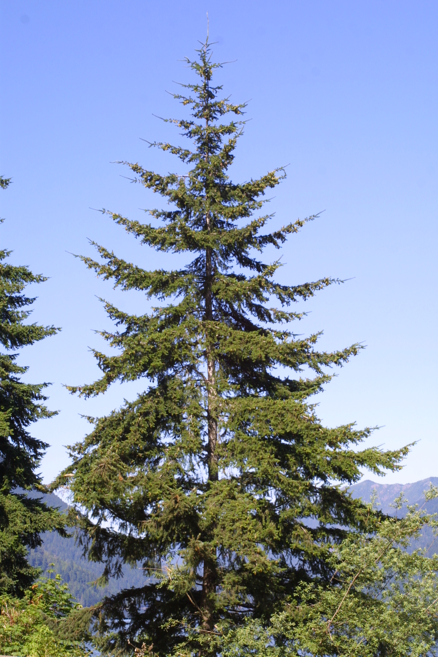 Detail Pictures Of Fir Trees Nomer 20