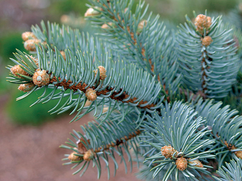 Detail Pictures Of Fir Trees Nomer 23
