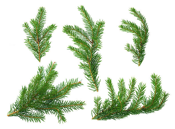 Detail Pictures Of Fir Trees Nomer 30