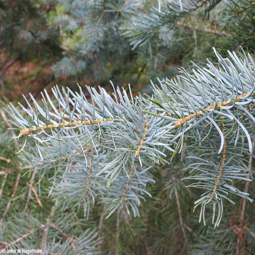 Detail Pictures Of Fir Trees Nomer 31