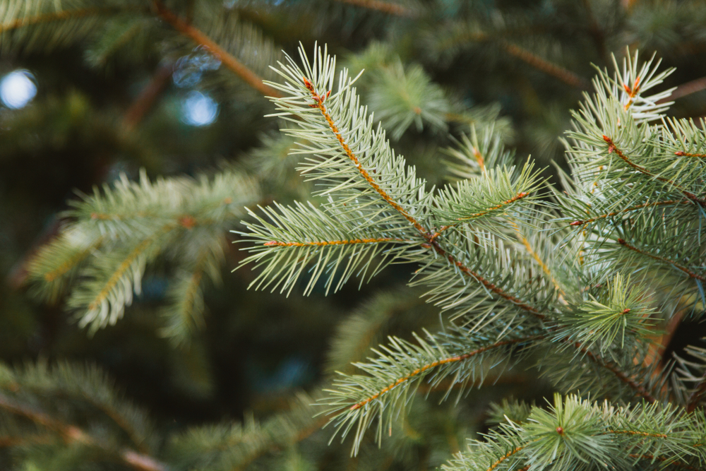 Detail Pictures Of Fir Trees Nomer 36