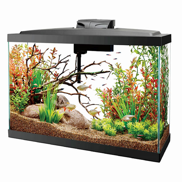 Detail Pictures Of Fish Tanks Nomer 15