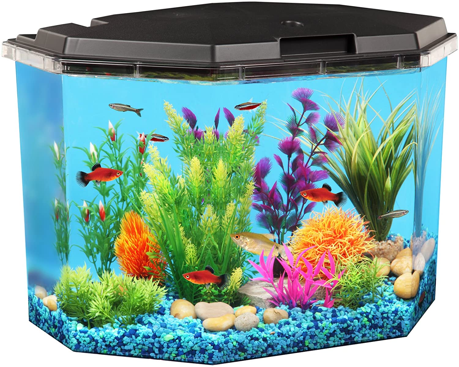 Detail Pictures Of Fish Tanks Nomer 18