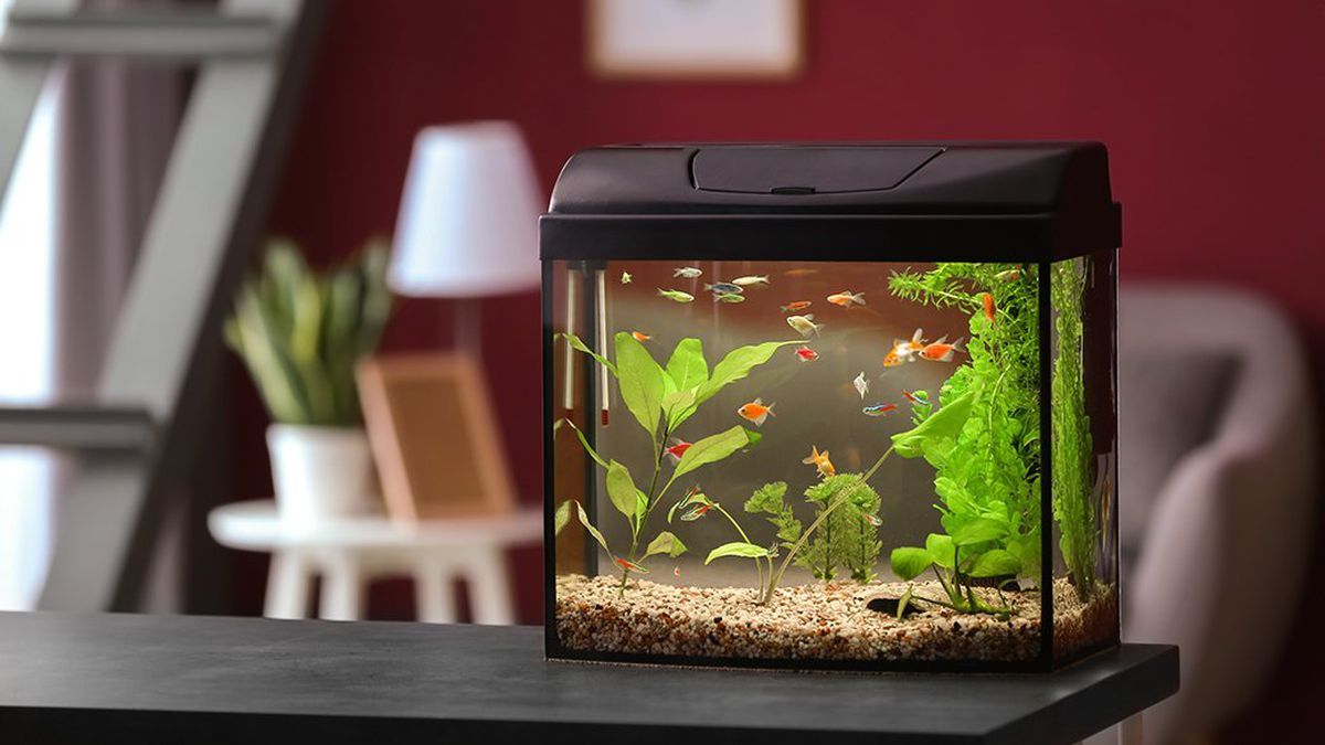 Detail Pictures Of Fish Tanks Nomer 20