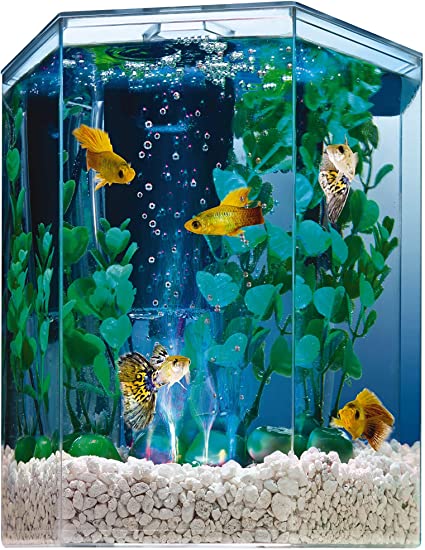 Detail Pictures Of Fish Tanks Nomer 25