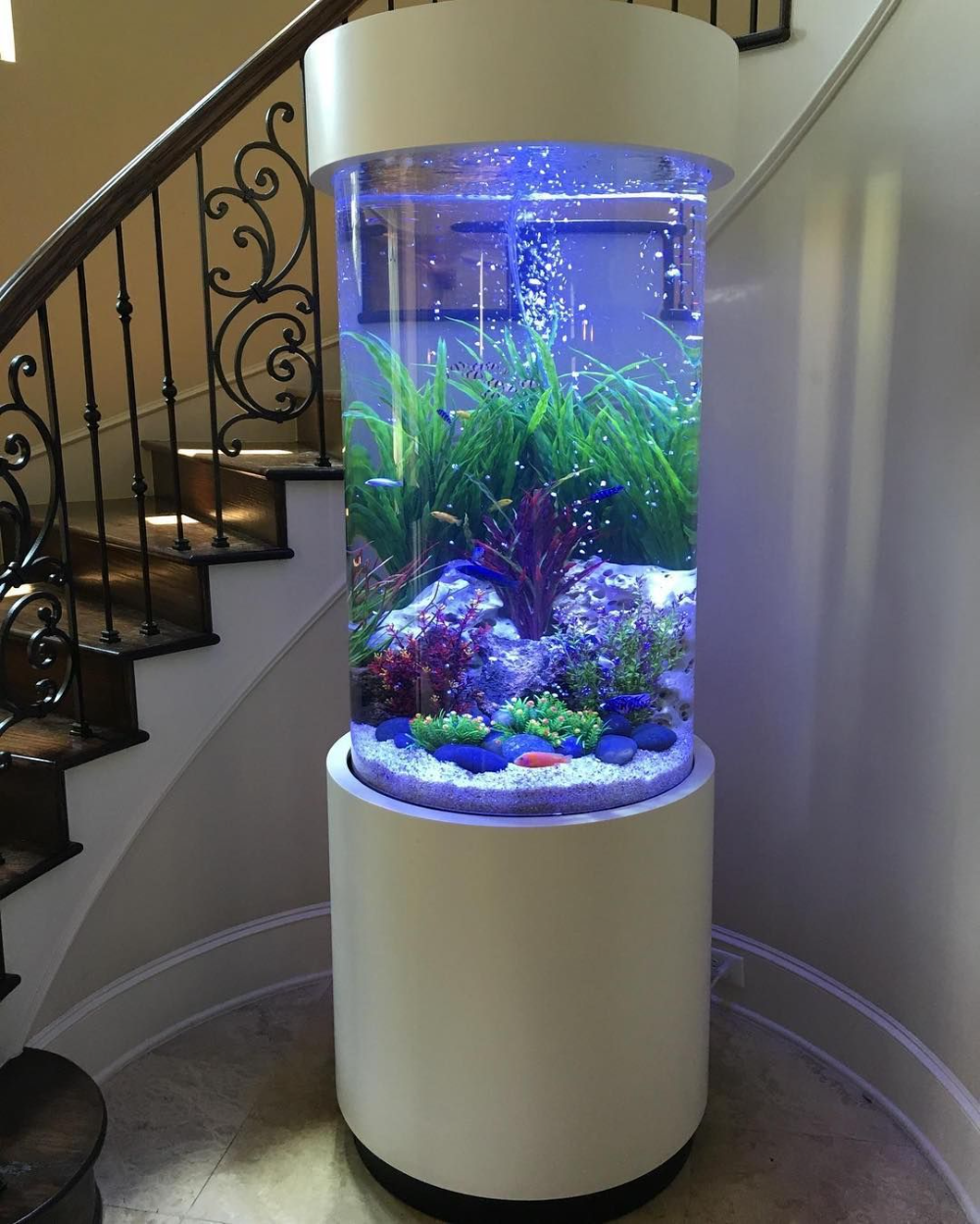Detail Pictures Of Fish Tanks Nomer 27