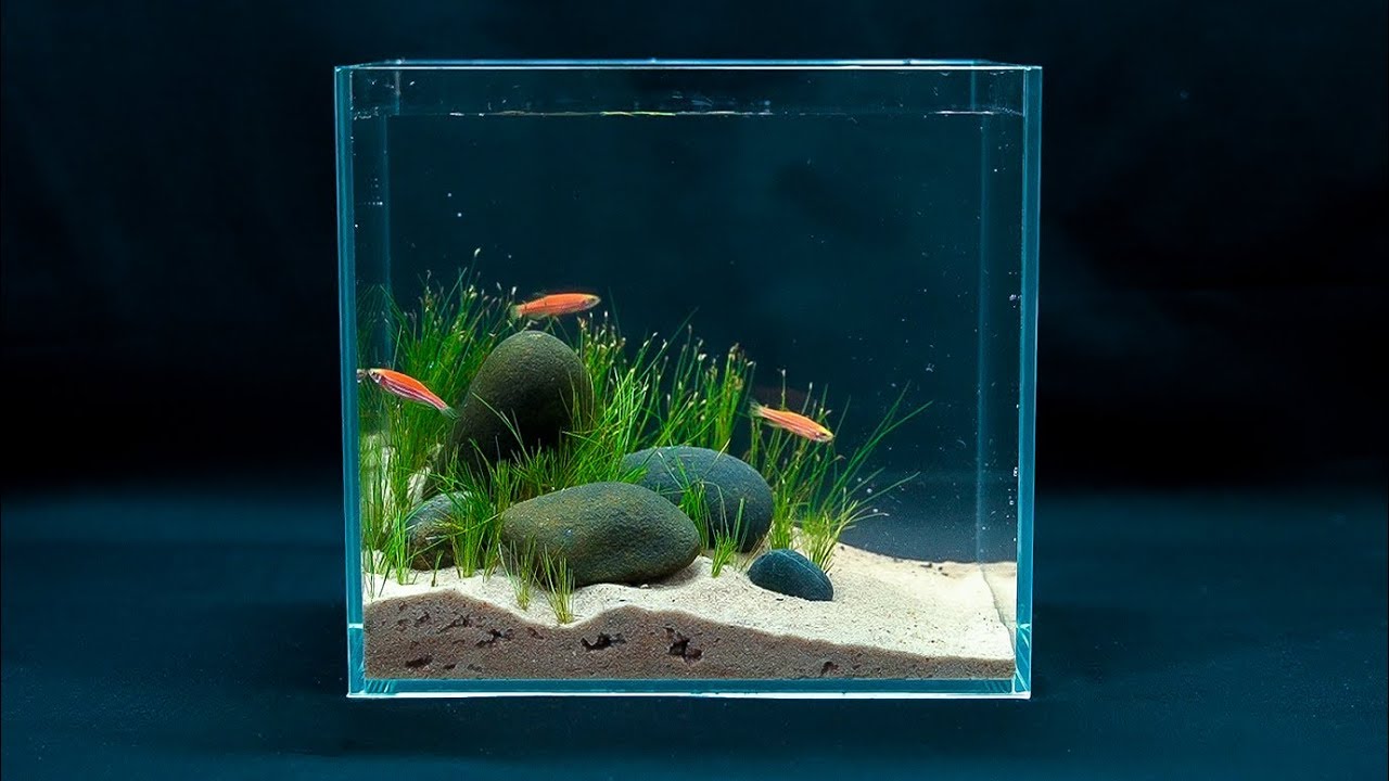 Detail Pictures Of Fish Tanks Nomer 33