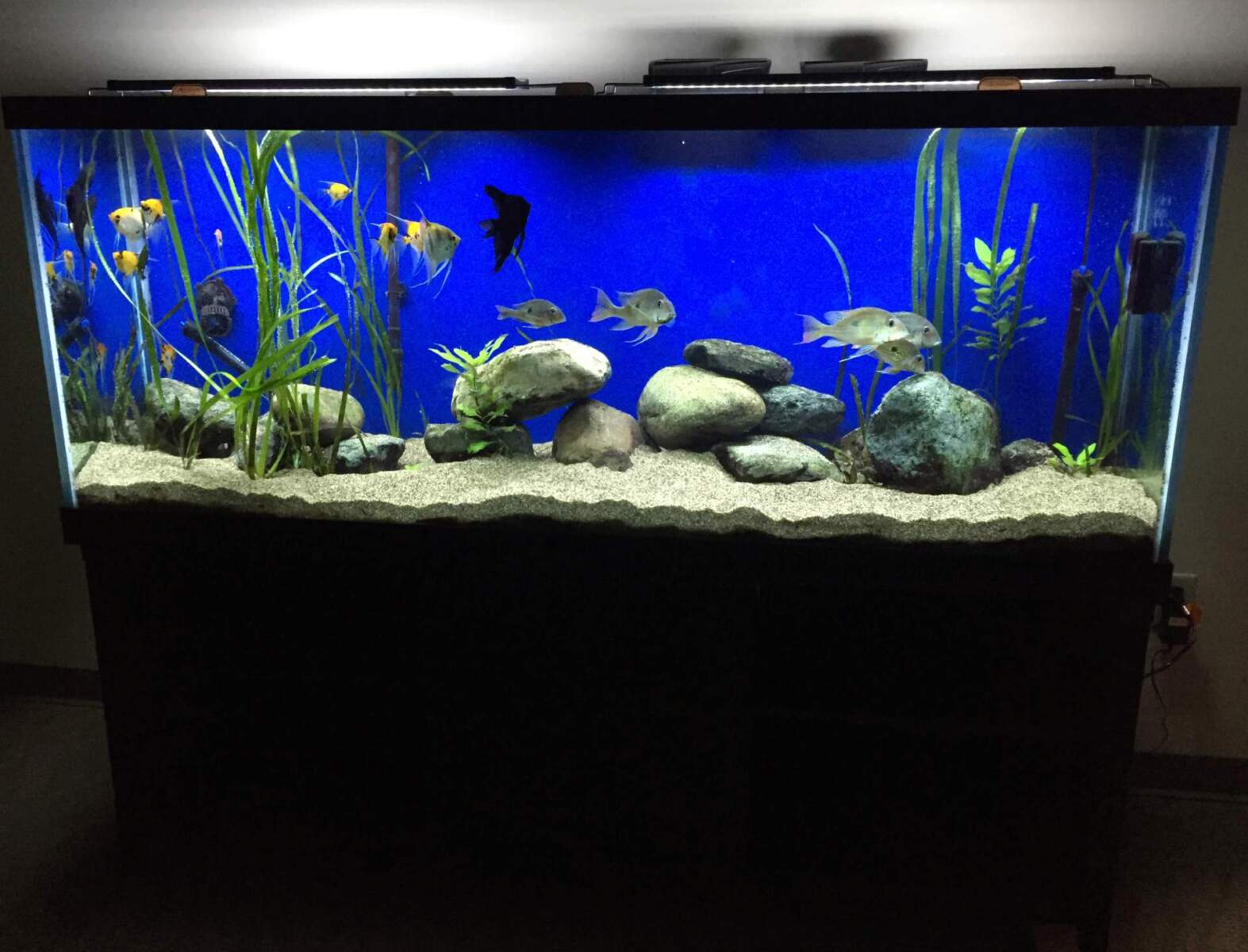 Detail Pictures Of Fish Tanks Nomer 48