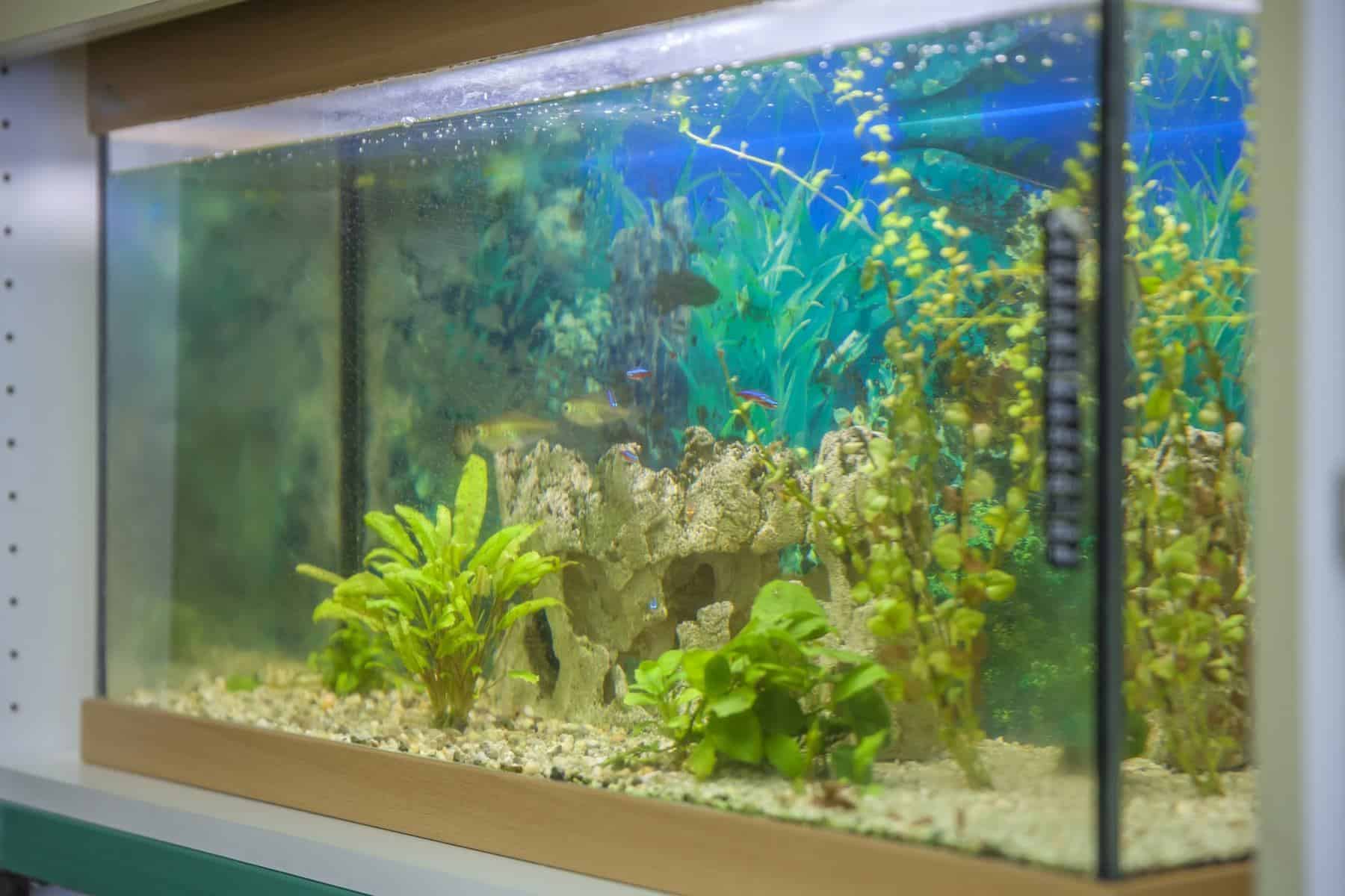 Detail Pictures Of Fish Tanks Nomer 50