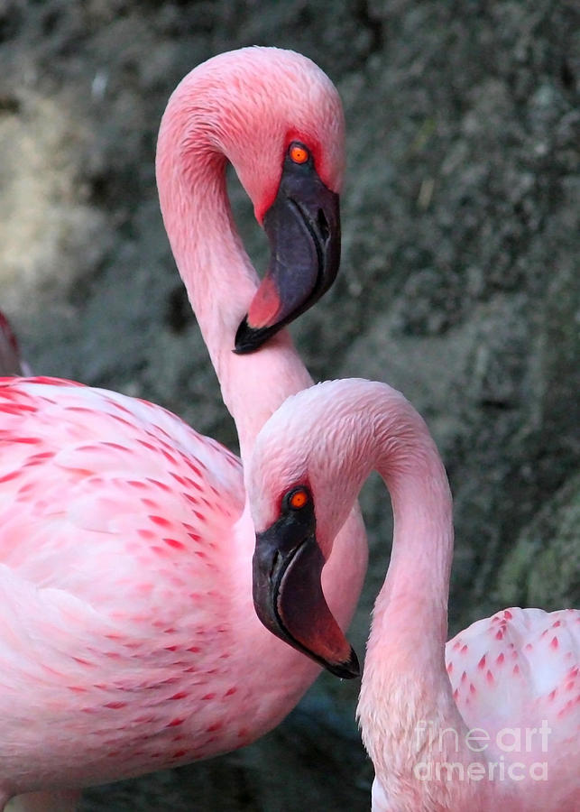 Detail Pictures Of Flamingos Birds Nomer 19