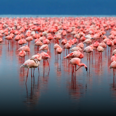 Detail Pictures Of Flamingos Birds Nomer 23