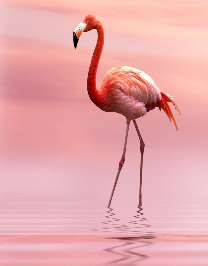 Detail Pictures Of Flamingos Birds Nomer 4