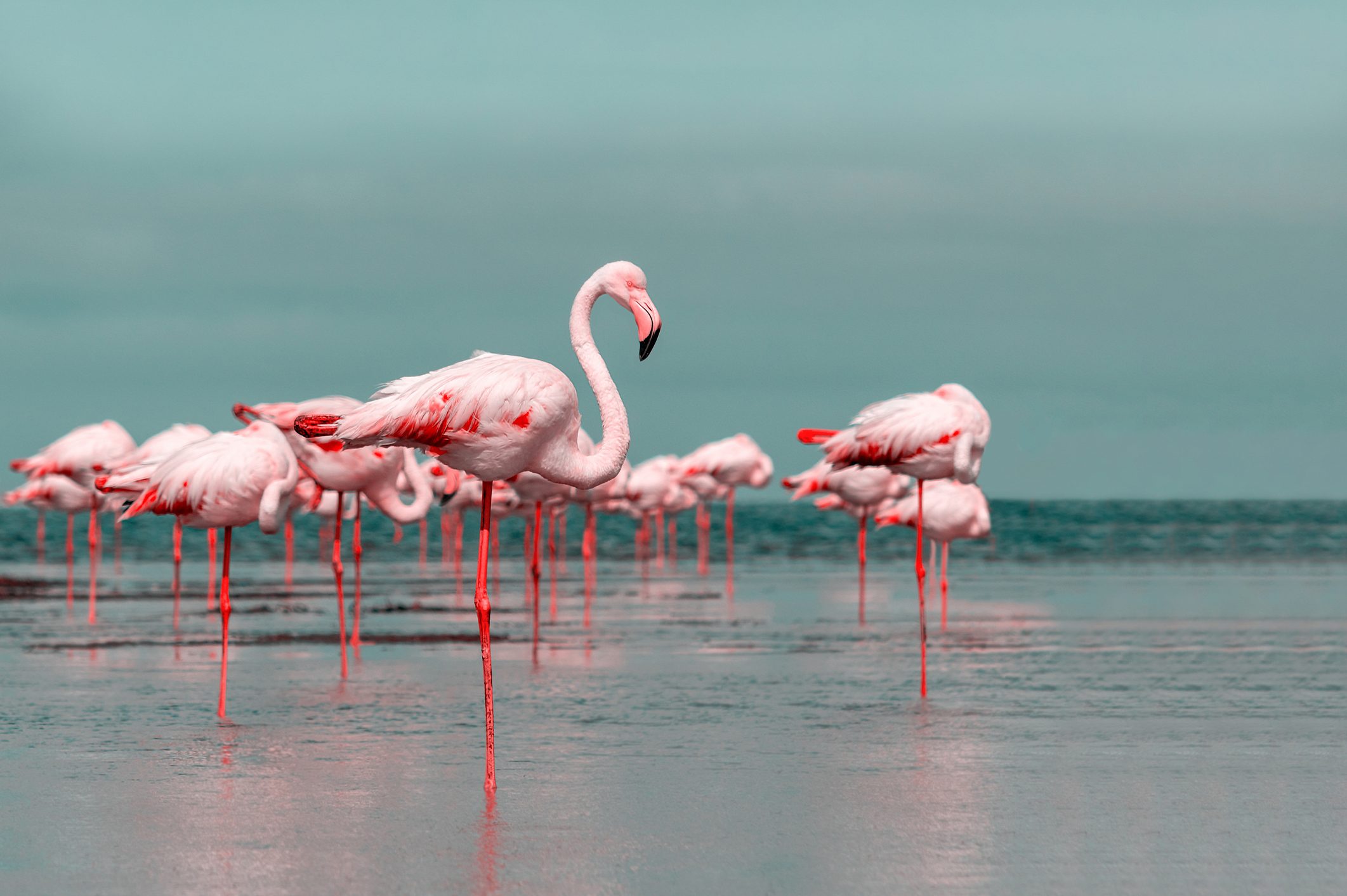 Detail Pictures Of Flamingos Birds Nomer 32