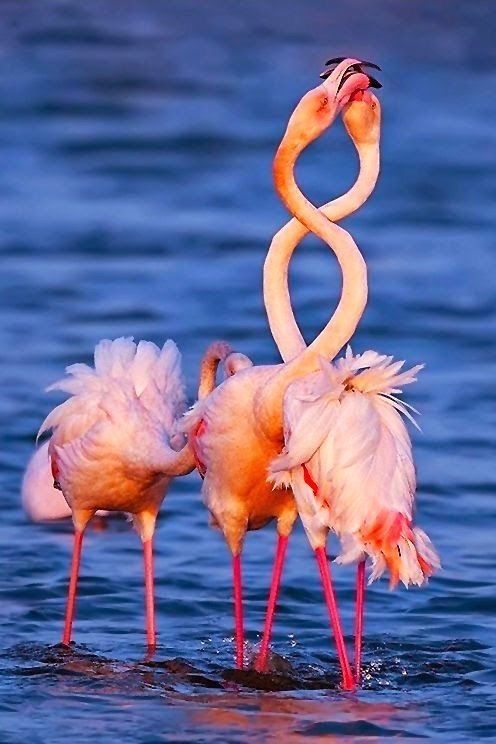 Detail Pictures Of Flamingos Birds Nomer 47