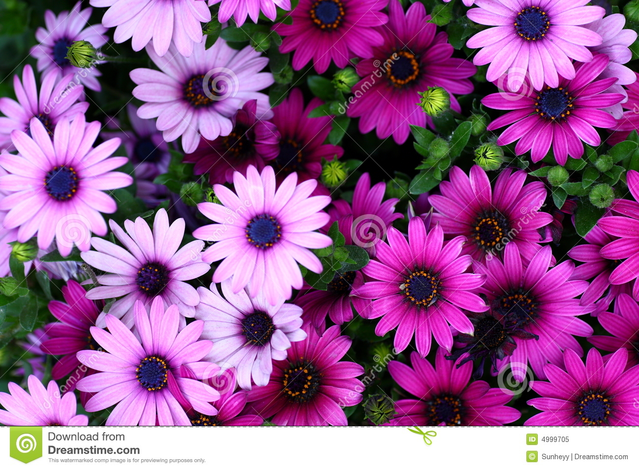 Detail Pictures Of Flowers Download Nomer 28