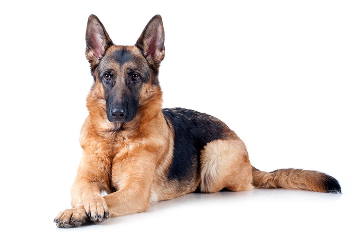 Detail Pictures Of German Shepherd Dogs Nomer 3