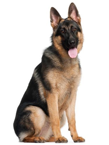 Detail Pictures Of German Shepherd Dogs Nomer 25