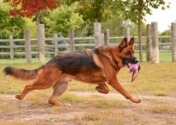 Detail Pictures Of German Shepherd Dogs Nomer 28