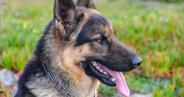 Detail Pictures Of German Shepherd Dogs Nomer 35