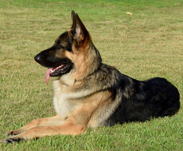 Detail Pictures Of German Shepherd Dogs Nomer 37