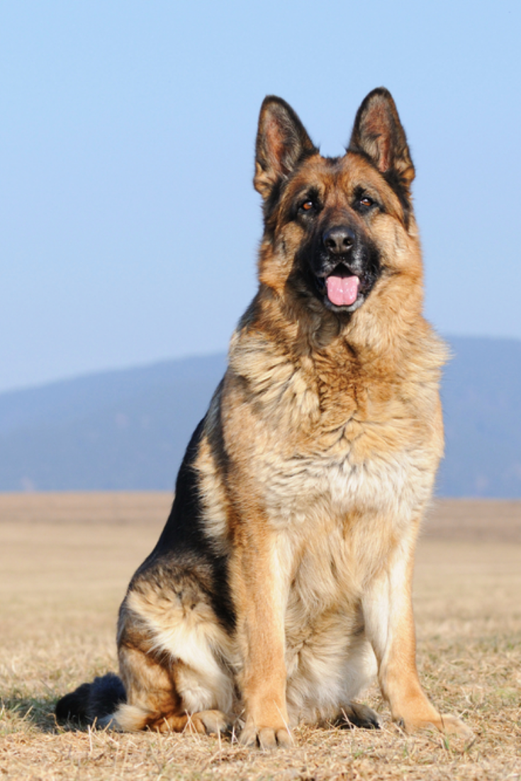 Detail Pictures Of German Shepherd Dogs Nomer 43