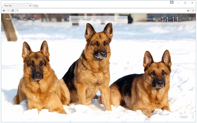 Detail Pictures Of German Shepherd Dogs Nomer 45