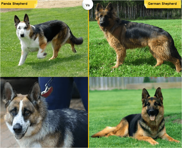 Detail Pictures Of German Shepherd Dogs Nomer 46