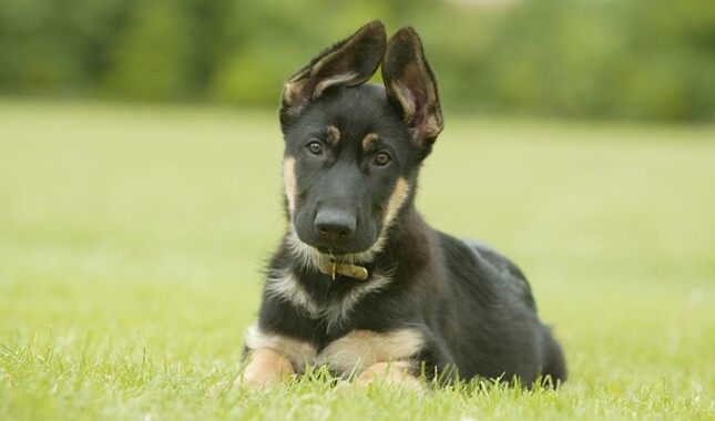 Detail Pictures Of German Shepherds Nomer 44