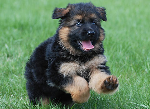 Detail Pictures Of German Shepherds Puppies Nomer 16