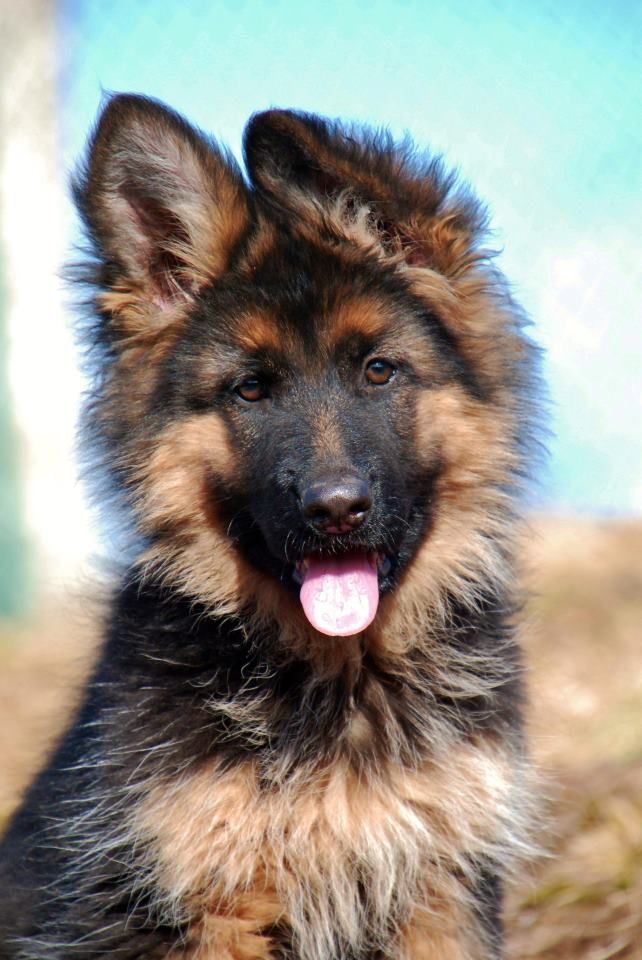 Detail Pictures Of German Shepherds Puppies Nomer 26