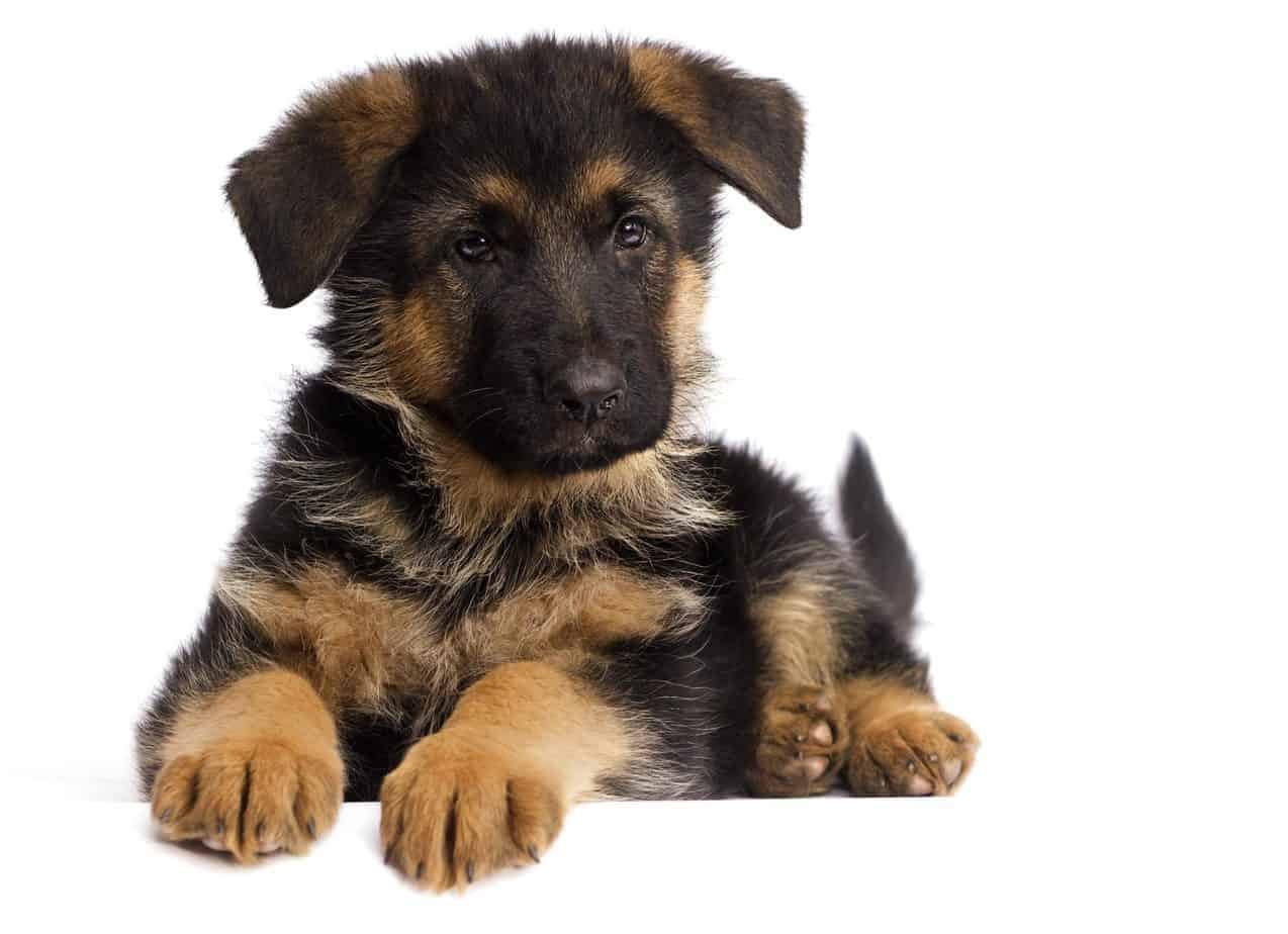 Detail Pictures Of German Shepherds Puppies Nomer 27