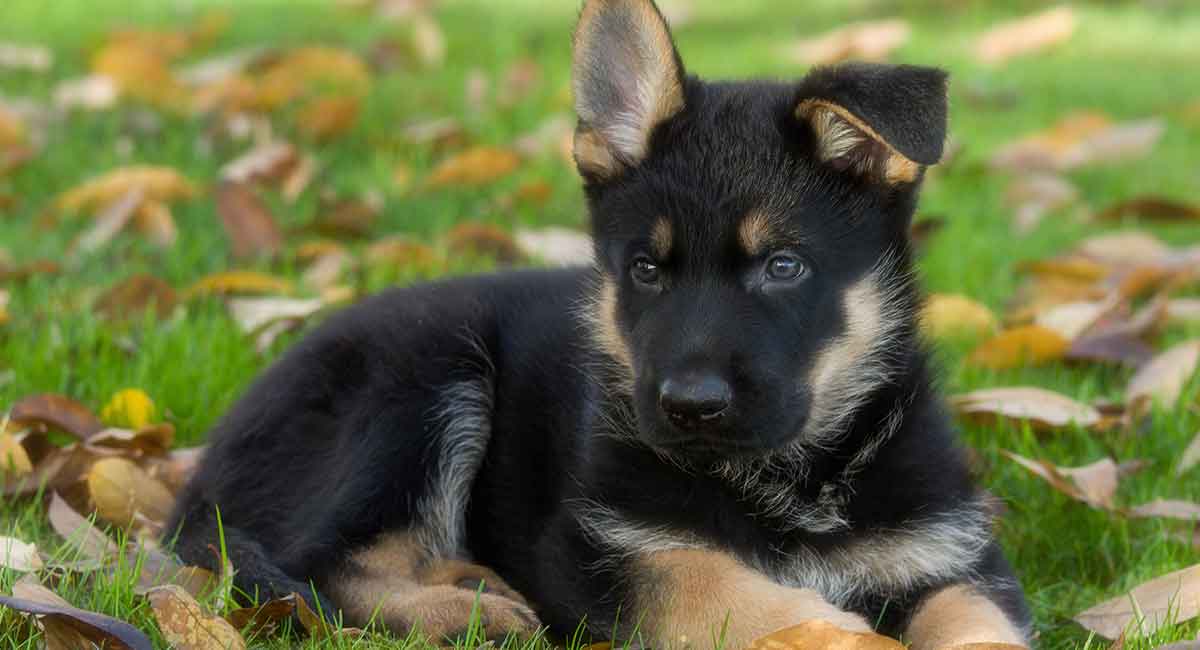 Detail Pictures Of German Shepherds Puppies Nomer 36