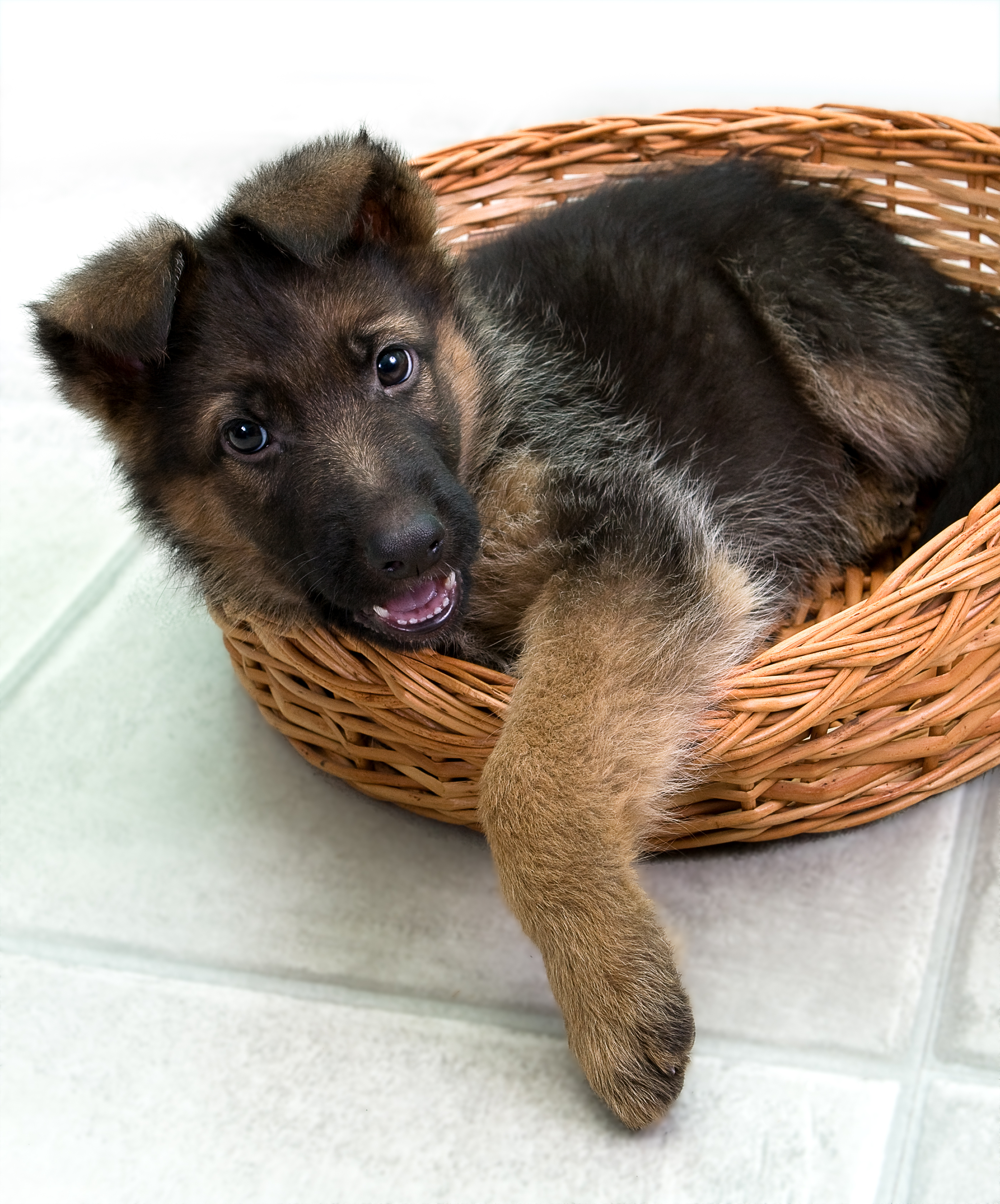 Detail Pictures Of German Shepherds Puppies Nomer 5