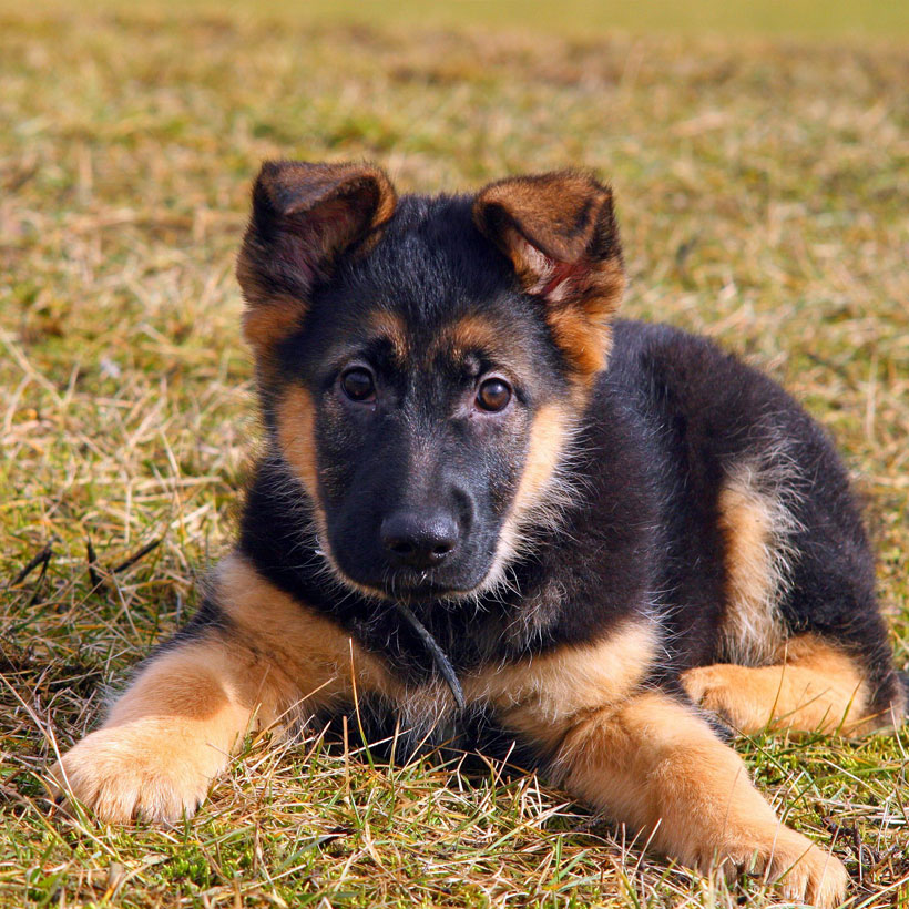 Detail Pictures Of German Shepherds Puppies Nomer 43