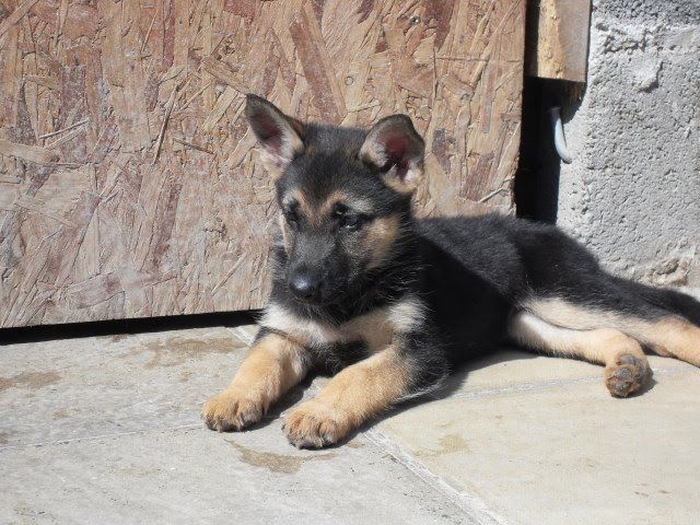 Detail Pictures Of German Shepherds Puppies Nomer 49