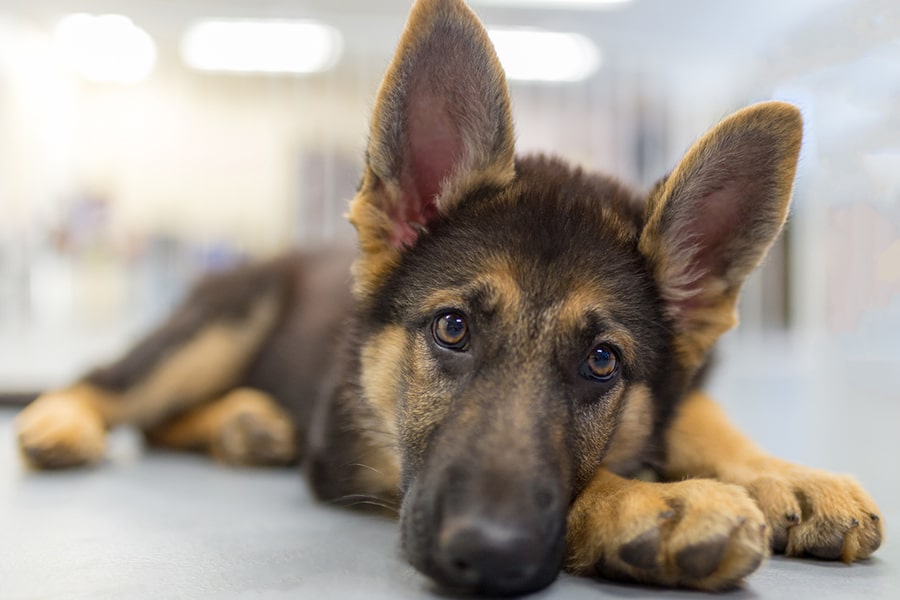 Detail Pictures Of German Shepherds Puppies Nomer 51